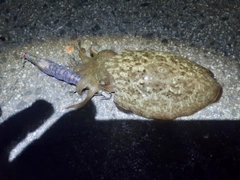 コウイカの釣果