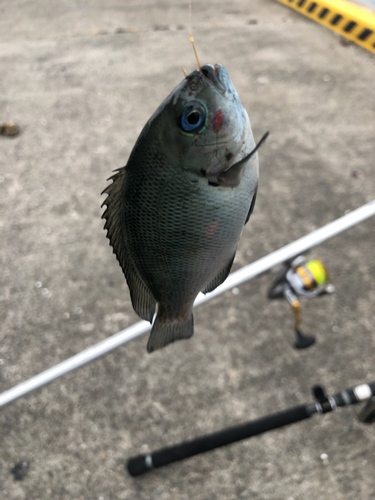 メジナの釣果