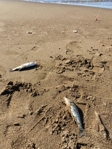 サゴシの釣果