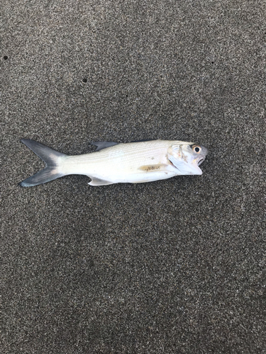 ツバメコノシロの釣果