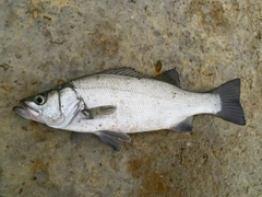 ヒラスズキの釣果