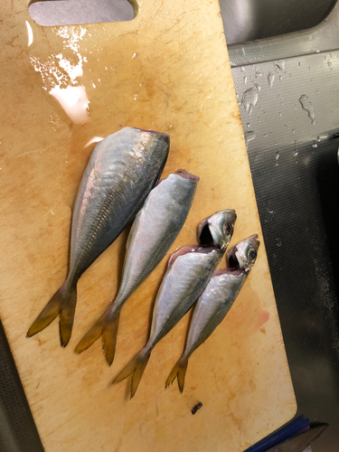 アジの釣果