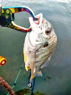 キビレの釣果