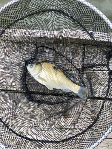 ヘラブナの釣果