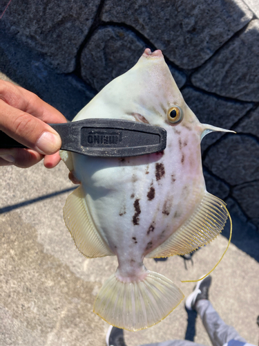 カワハギの釣果