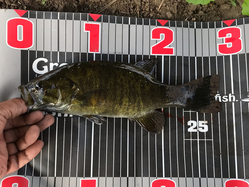 スモールマウスバスの釣果