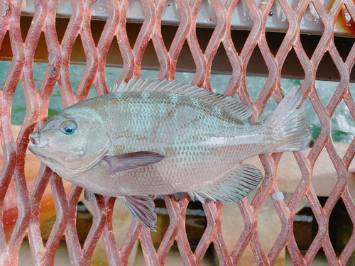 メジナの釣果