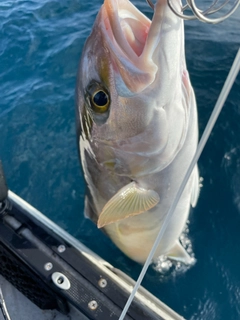 カンパチの釣果
