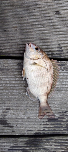 チダイの釣果