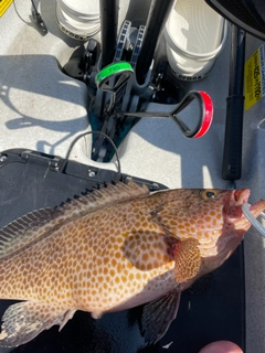 オオモンハタの釣果