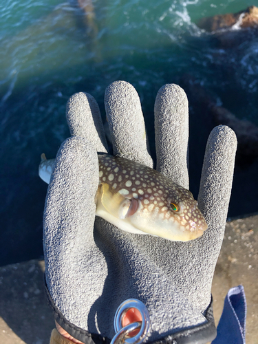 コモンフグの釣果