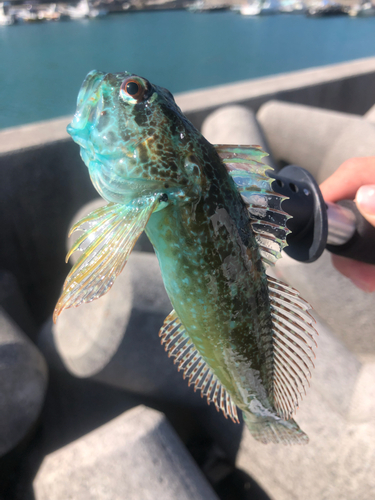 アナハゼの釣果