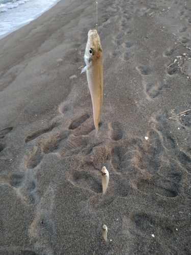 シロギスの釣果