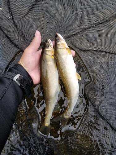 アユの釣果