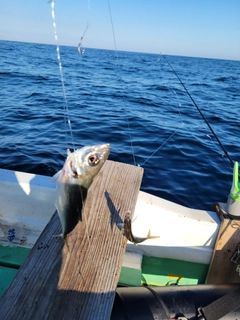 マアジの釣果