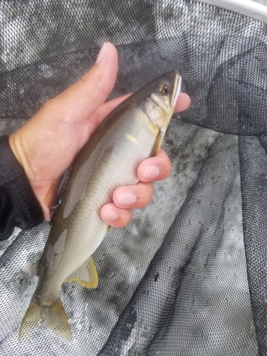 アユの釣果