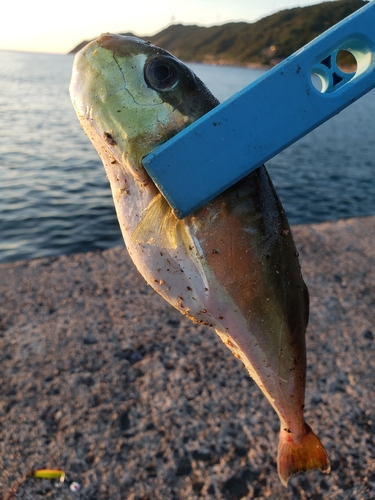 フグの釣果