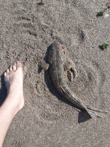 マゴチの釣果