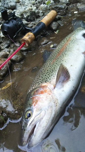 ニジマスの釣果