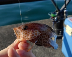 オオモンハタの釣果