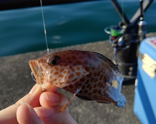 オオモンハタの釣果