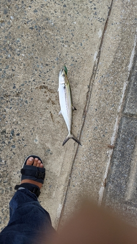 サゴシの釣果