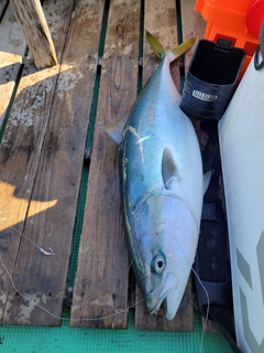 ハマチの釣果