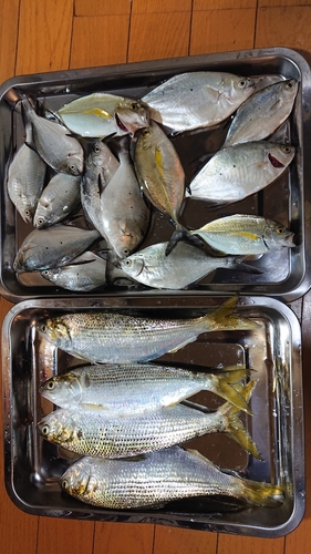 コノシロの釣果