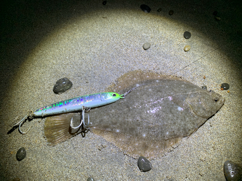 カレイの釣果