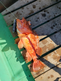 ウッカリカサゴの釣果