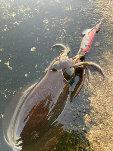 アオリイカの釣果