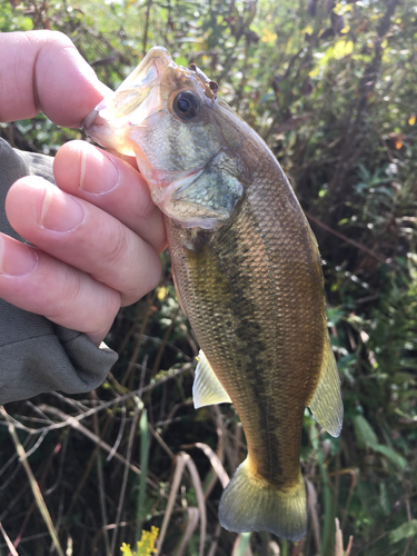 ラージマウスバスの釣果