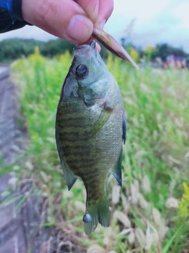 ブルーギルの釣果