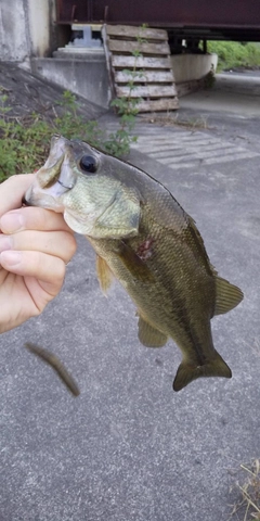 ラージマウスバスの釣果