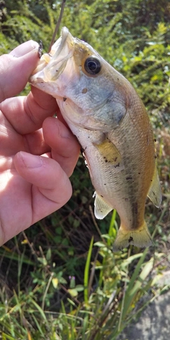 ラージマウスバスの釣果