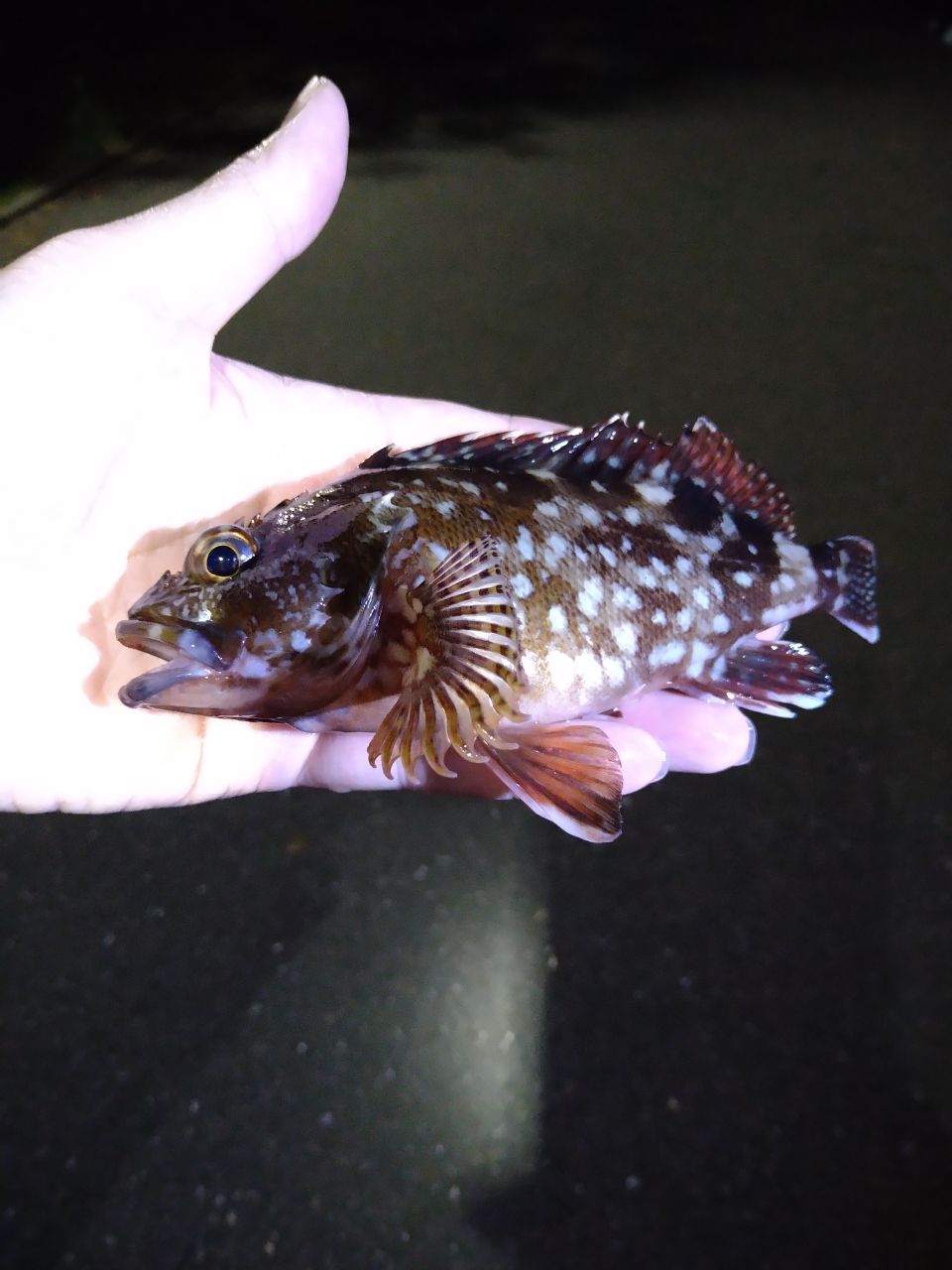 カサゴ