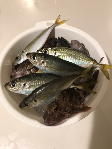 アジの釣果