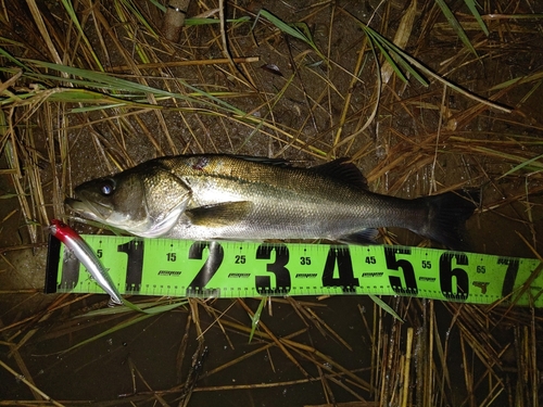 スズキの釣果