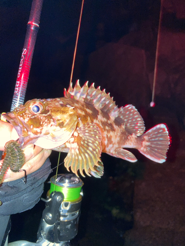 カサゴの釣果