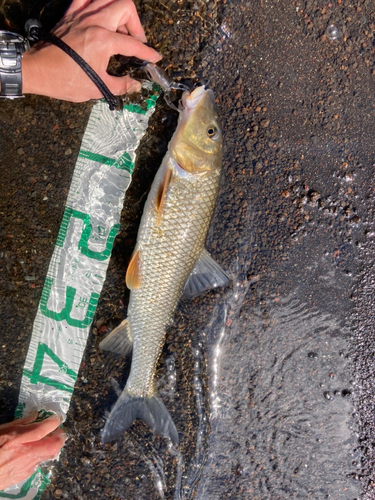 ニゴイの釣果