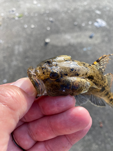 ハゼの釣果