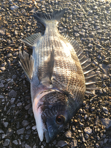 チヌの釣果