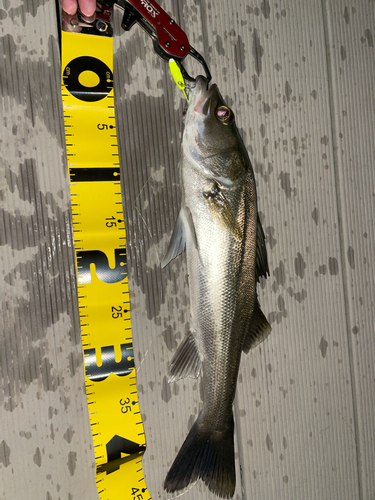 シーバスの釣果