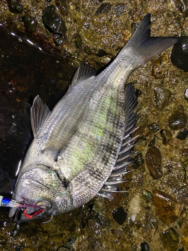 クロダイの釣果