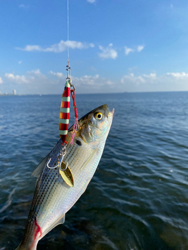 コノシロの釣果