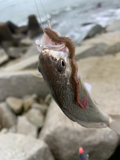 イシモチの釣果