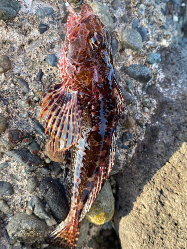 アナハゼの釣果