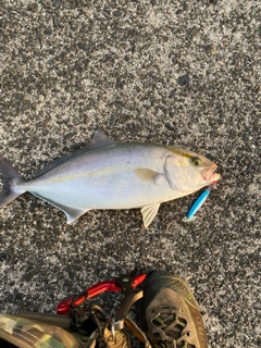 ショゴの釣果