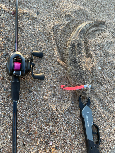 マゴチの釣果