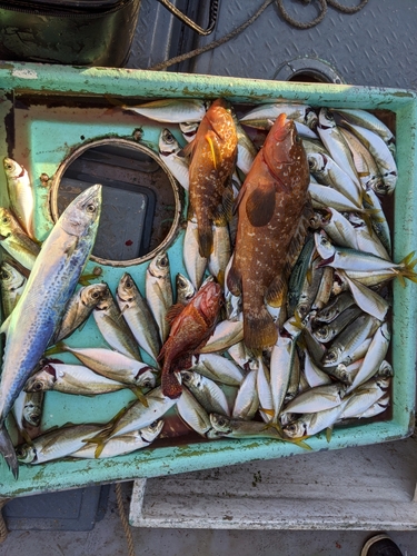 アコウの釣果